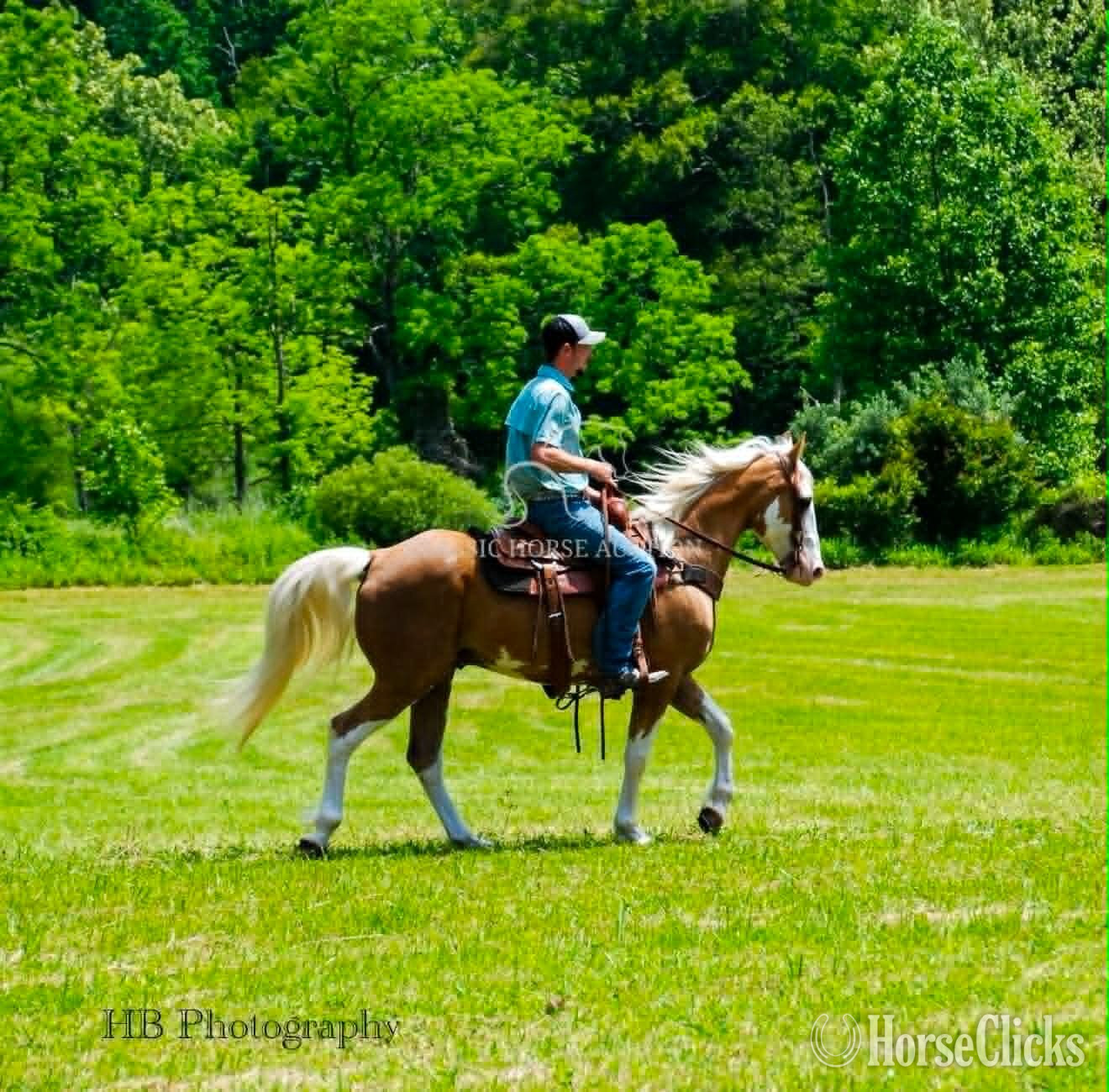 Tennessee Walker - "CHROME" Palomino Gelding Tennessee Walker