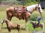 "CHROME" Palomino Gelding Tennessee Walker