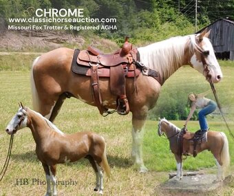 "CHROME" Palomino Gelding Tennessee Walker