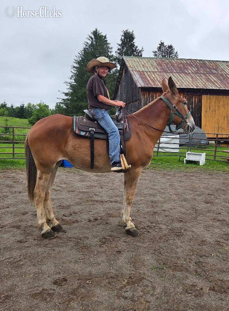 "Martha"  Mare Mule in New York