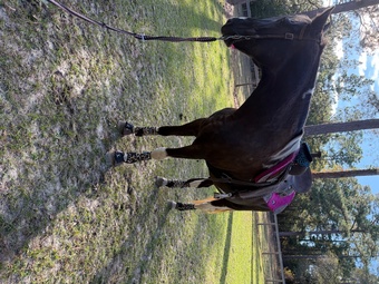 "Lucy" Spotted Mare Rocky Mountain