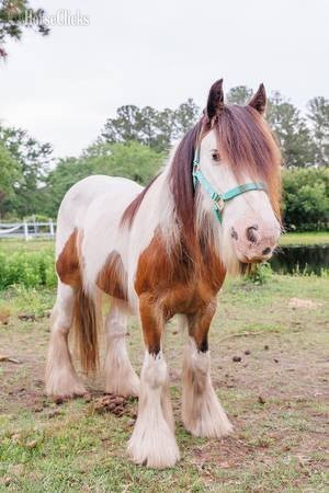"Pocohontus" Tri-Color Mare Gypsy Vanner in Georgia