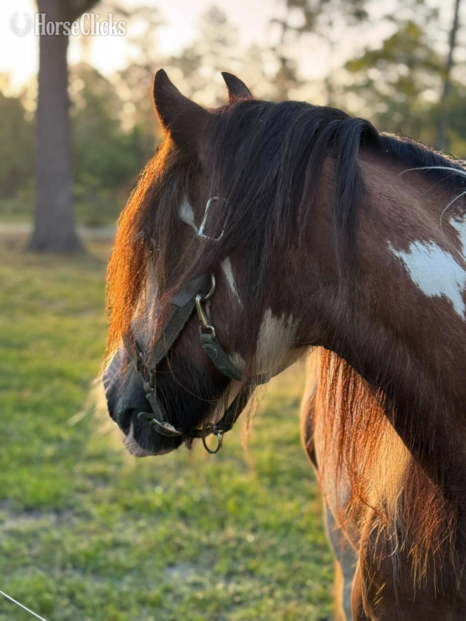 "Pocohontus" Tri-Color Mare Gypsy Vanner