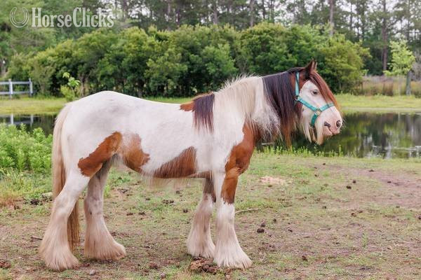 Georgia "Pocohontus" Tri-Color Mare Gypsy Vanner