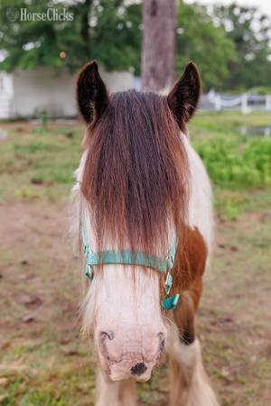 "Pocohontus" Tri-Color Mare Gypsy Vanner - Gypsy Vanner in Georgia