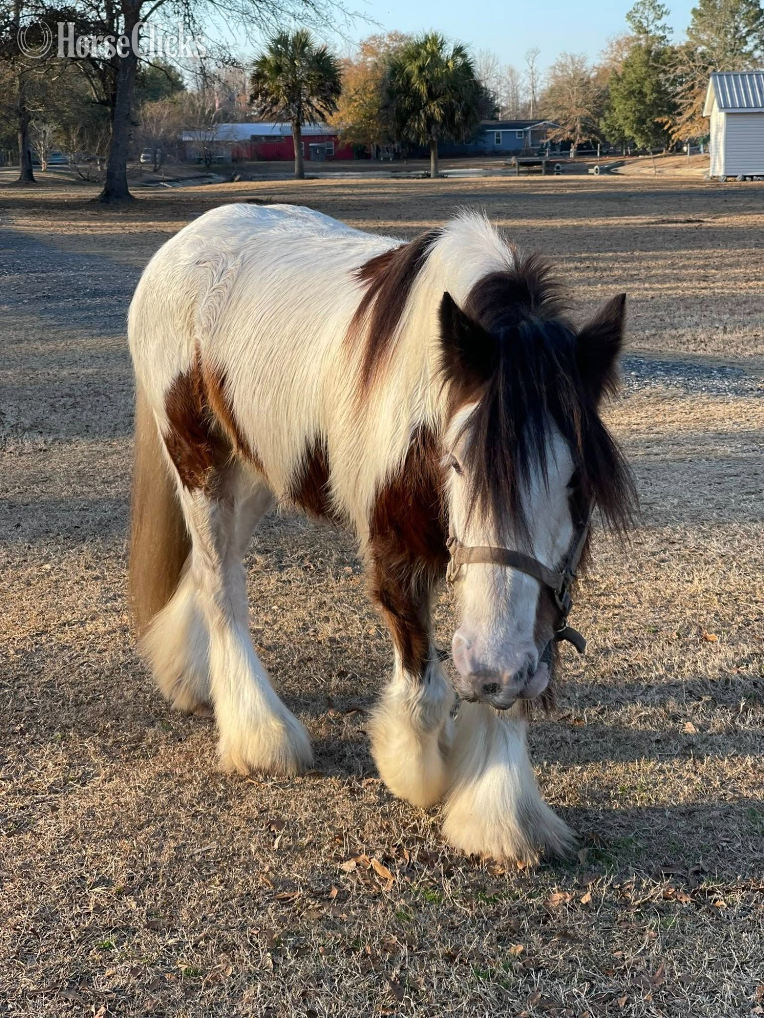 "Pocohontus" Tri-Color Mare Gypsy Vanner - Gypsy Vanner