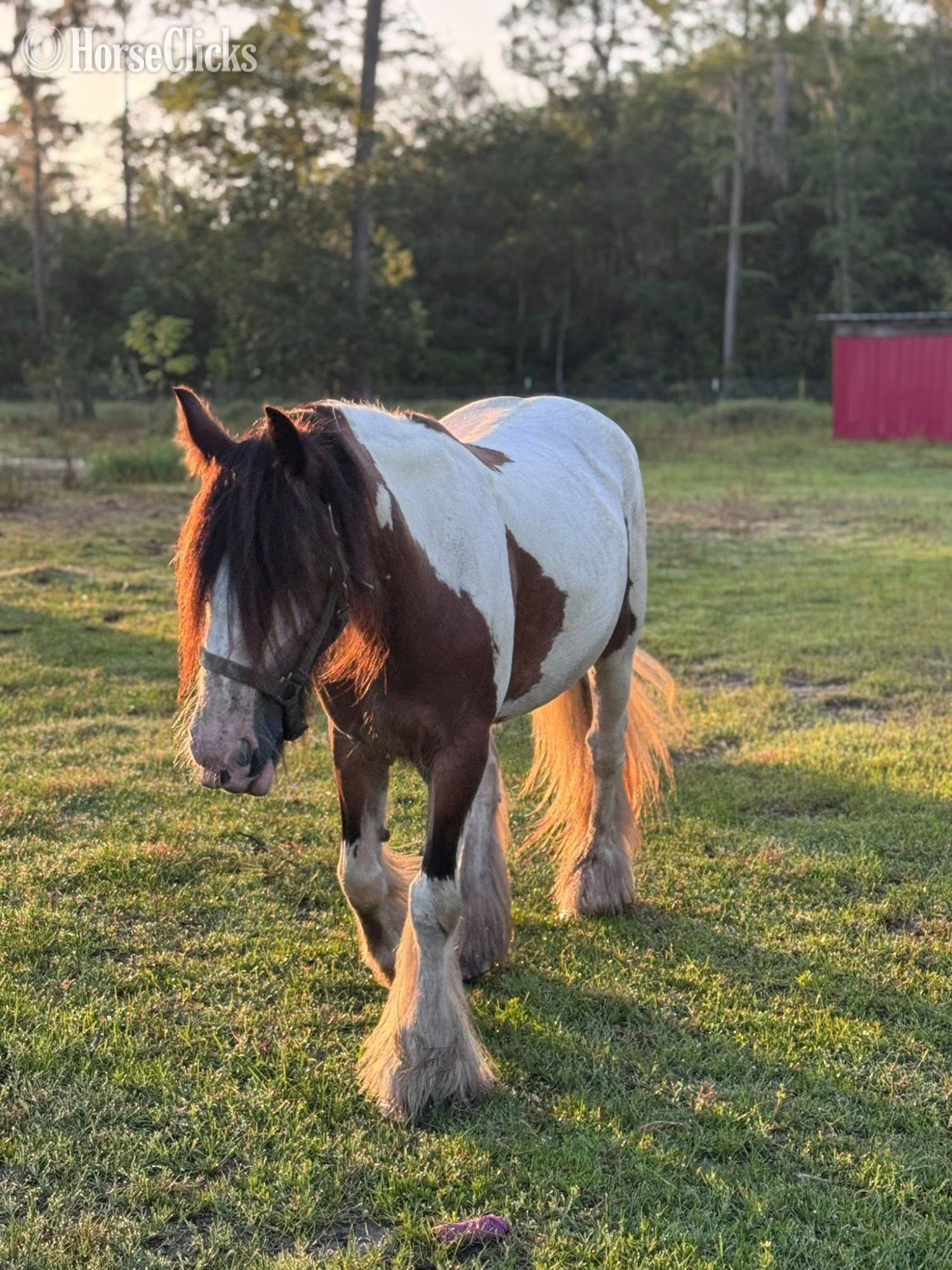 "Pocohontus" Tri-Color Mare Gypsy Vanner Georgia