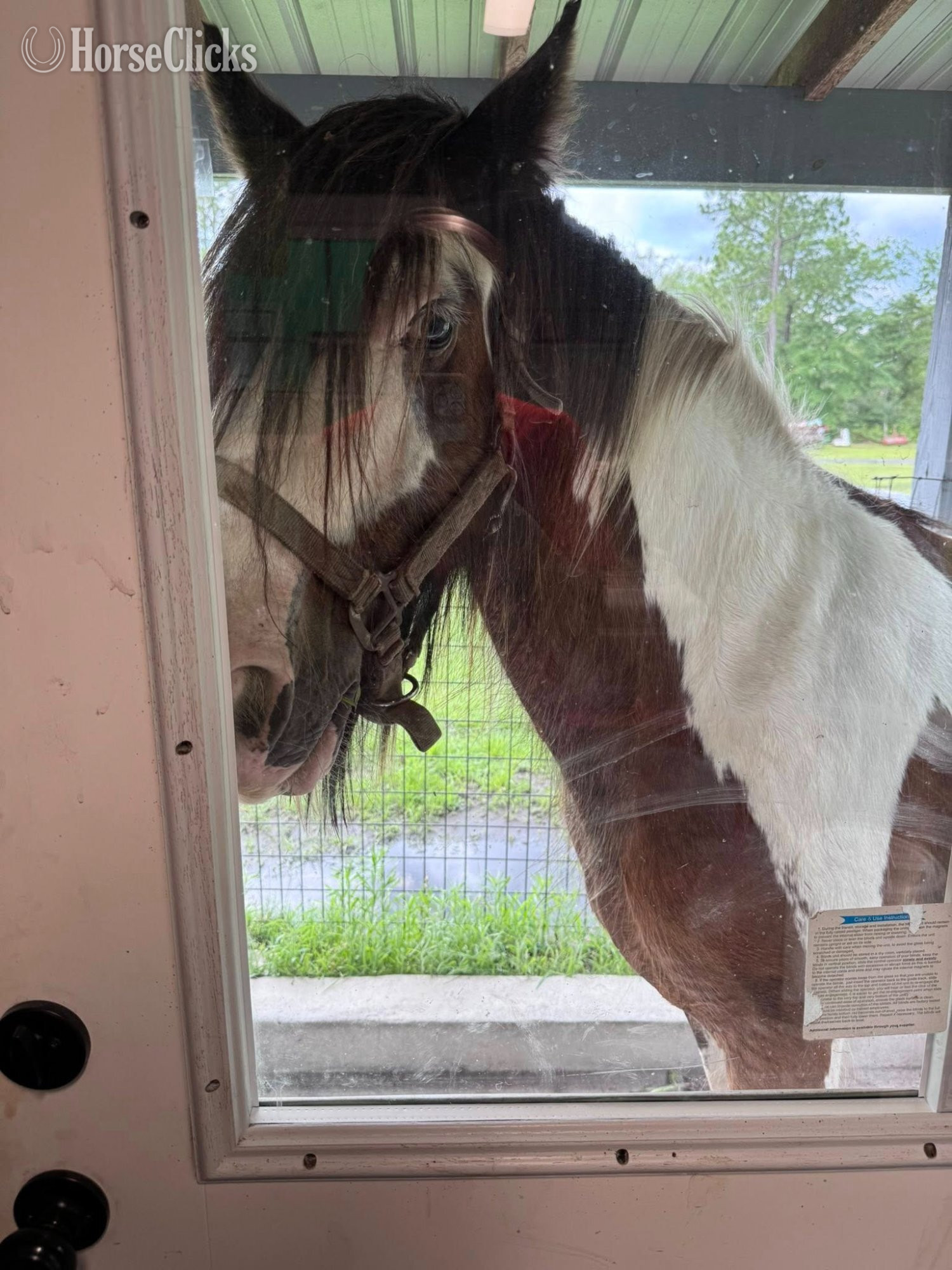 Gypsy Vanner - "Pocohontus" Tri-Color Mare Gypsy Vanner in Georgia