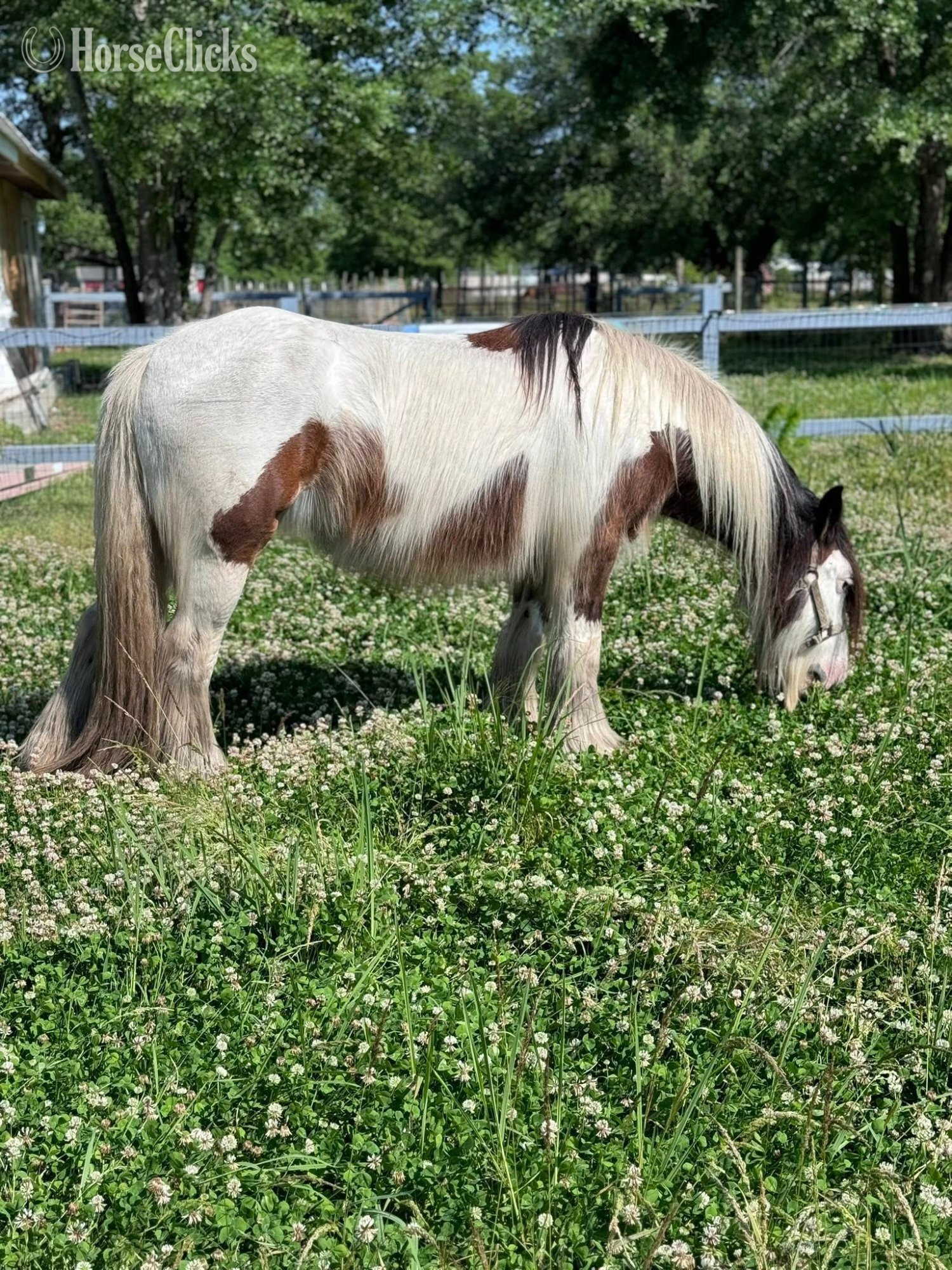 Gypsy Vanner - "Pocohontus" Tri-Color Mare Gypsy Vanner