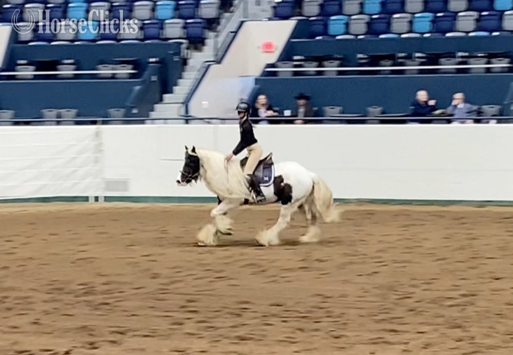 Minnesota "River's Edge Rockstar" Piebald Gelding Gypsy Vanner