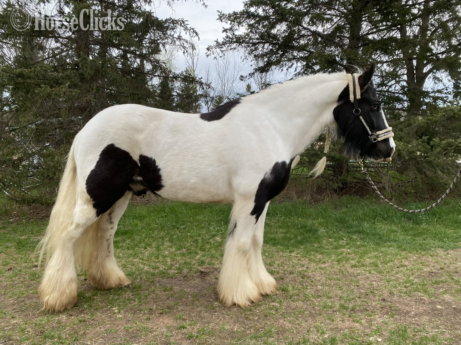 Gypsy Vanner - "River's Edge Rockstar" Piebald Gelding Gypsy Vanner in Minnesota