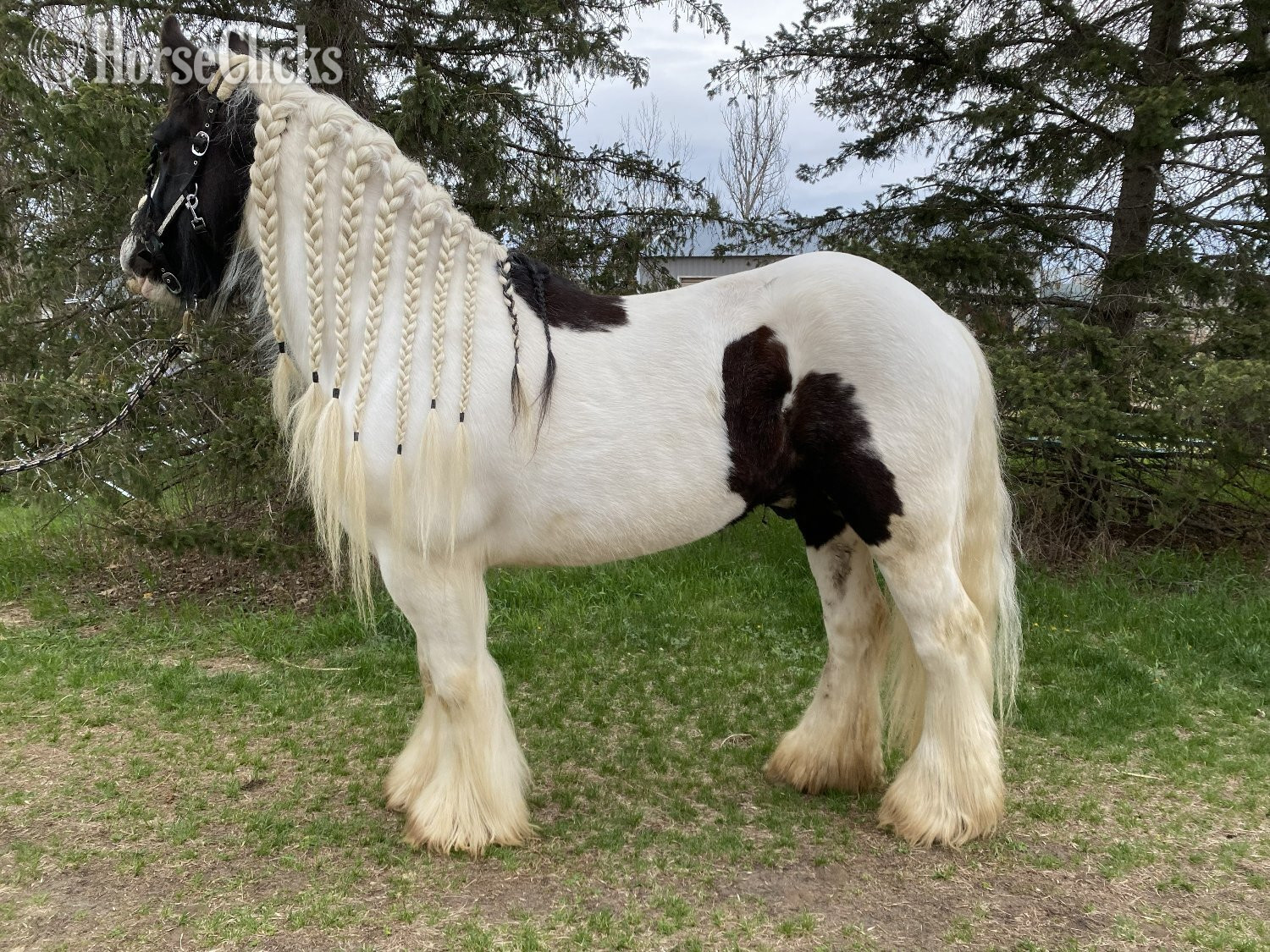 Gypsy Vanner - "River's Edge Rockstar" Piebald Gelding Gypsy Vanner