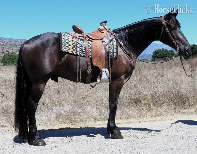 "MOSES" Black Gelding Friesian in California