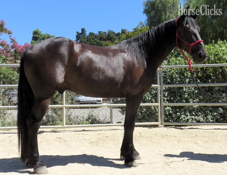 "MOSES" Black Gelding Friesian