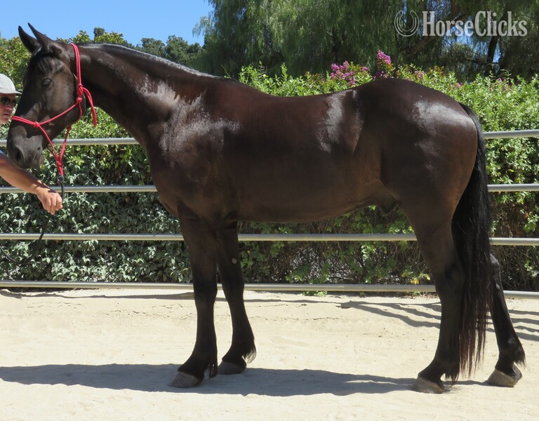 California "MOSES" Black Gelding Friesian