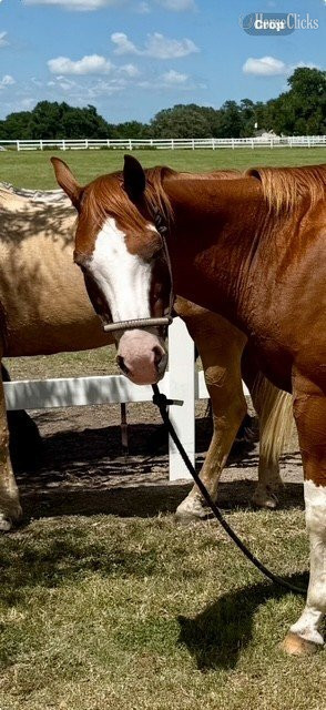 "MMR Barbie Doll" Chestnut Mare Quarter Horse in Texas