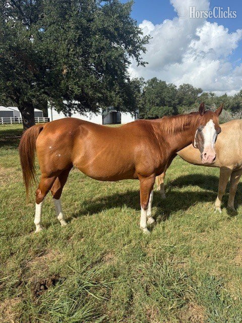 "MMR Barbie Doll" Chestnut Mare Quarter Horse