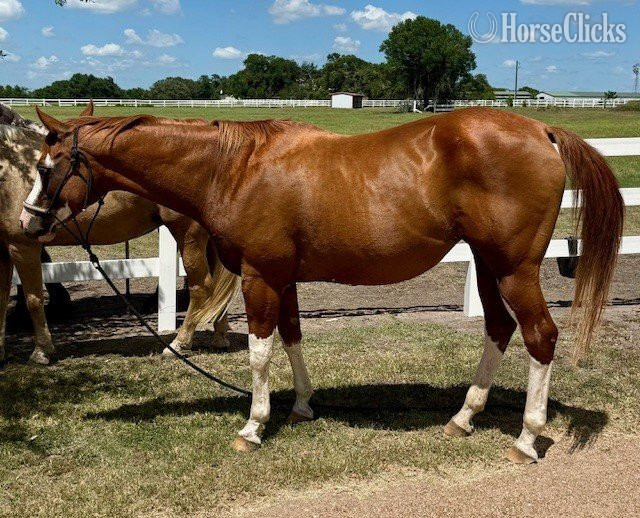Texas "MMR Barbie Doll" Chestnut Mare Quarter Horse