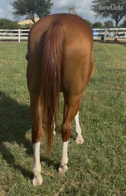 "MMR Barbie Doll" Chestnut Mare Quarter Horse - Quarter Horse in Texas