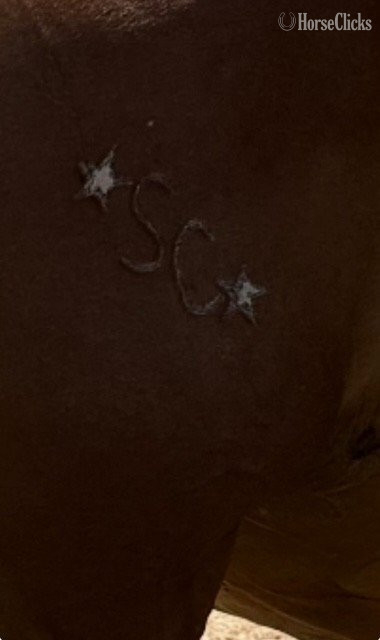 "MMR Barbie Doll" Chestnut Mare Quarter Horse - Quarter Horse