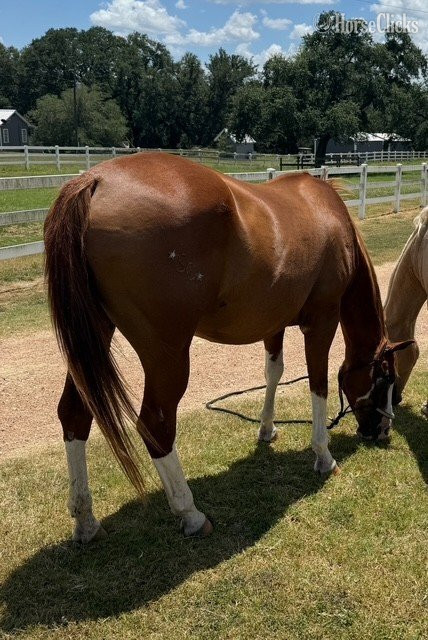 "MMR Barbie Doll" Chestnut Mare Quarter Horse Texas