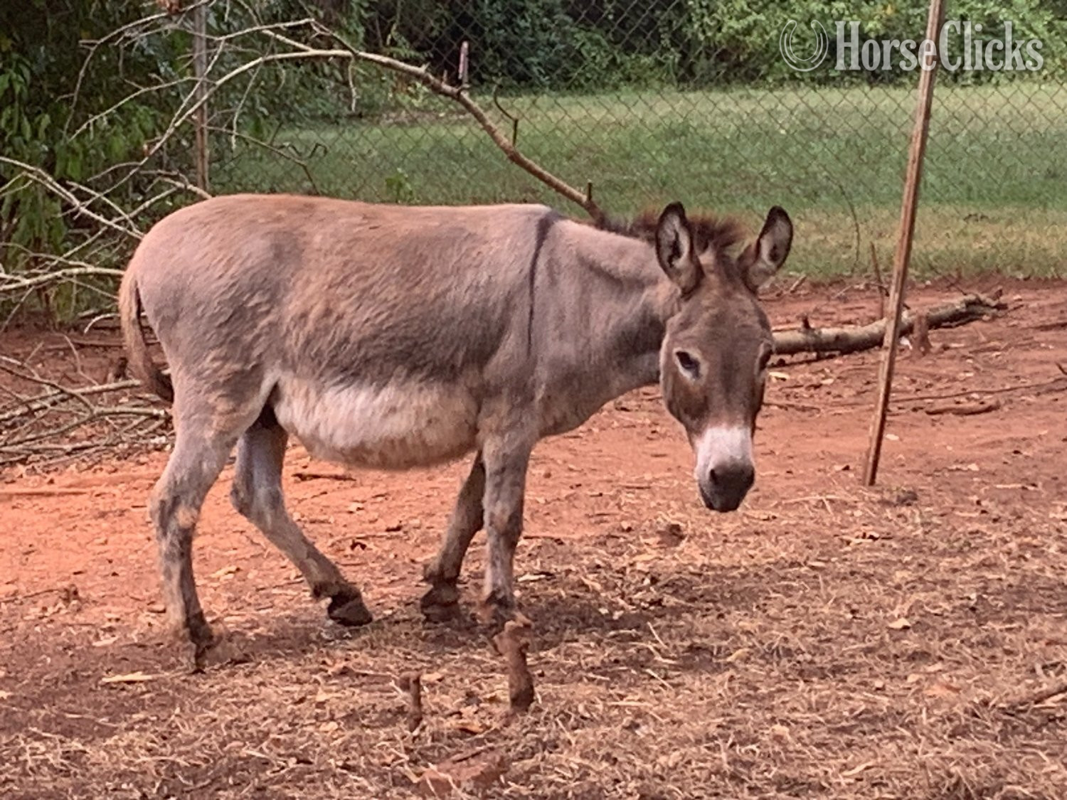 "elwood" Grey Gelding Donkey in South Carolina