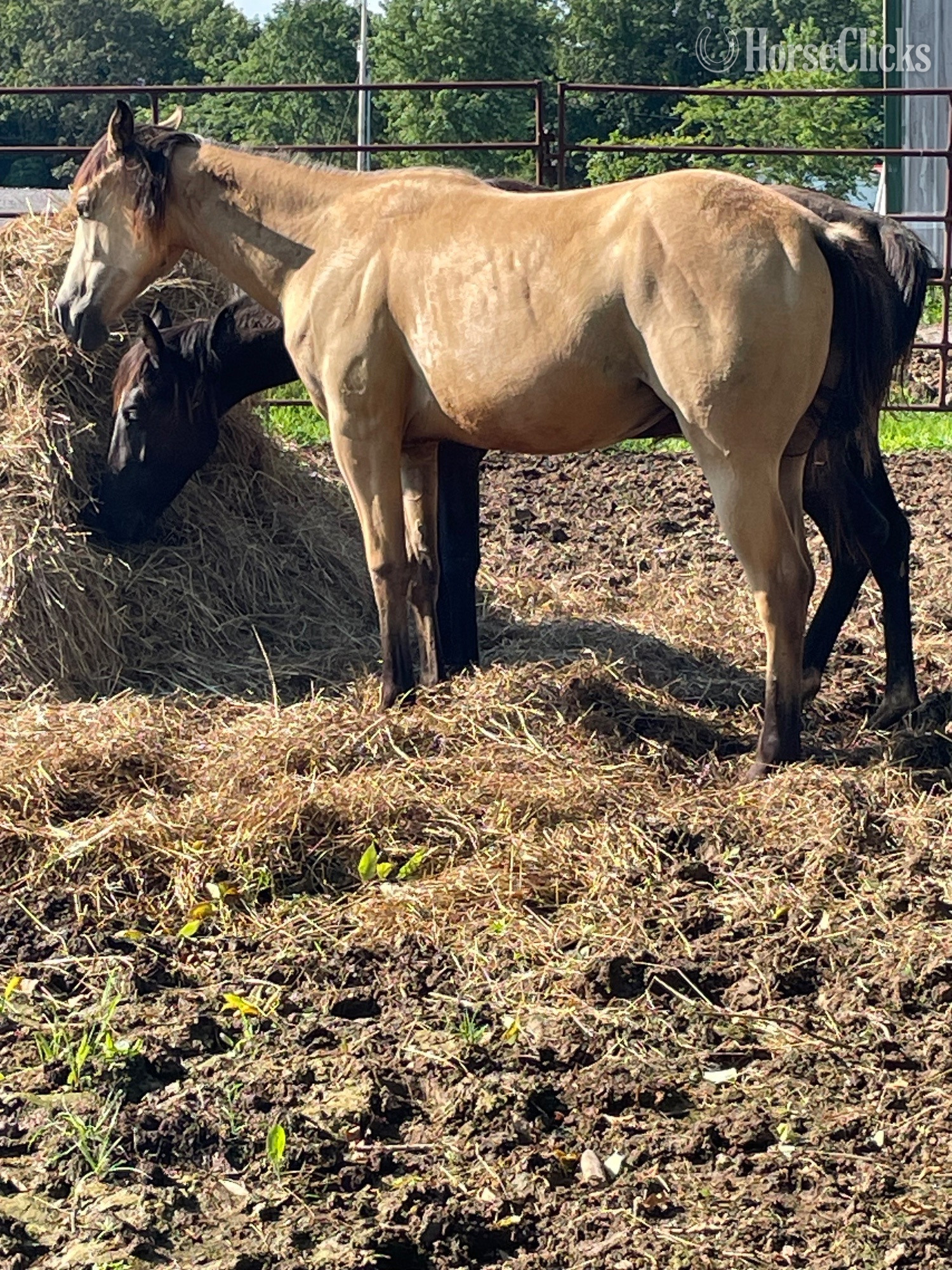 "Sweet Pea" Buckskin Mare Quarter Horse in Kentucky