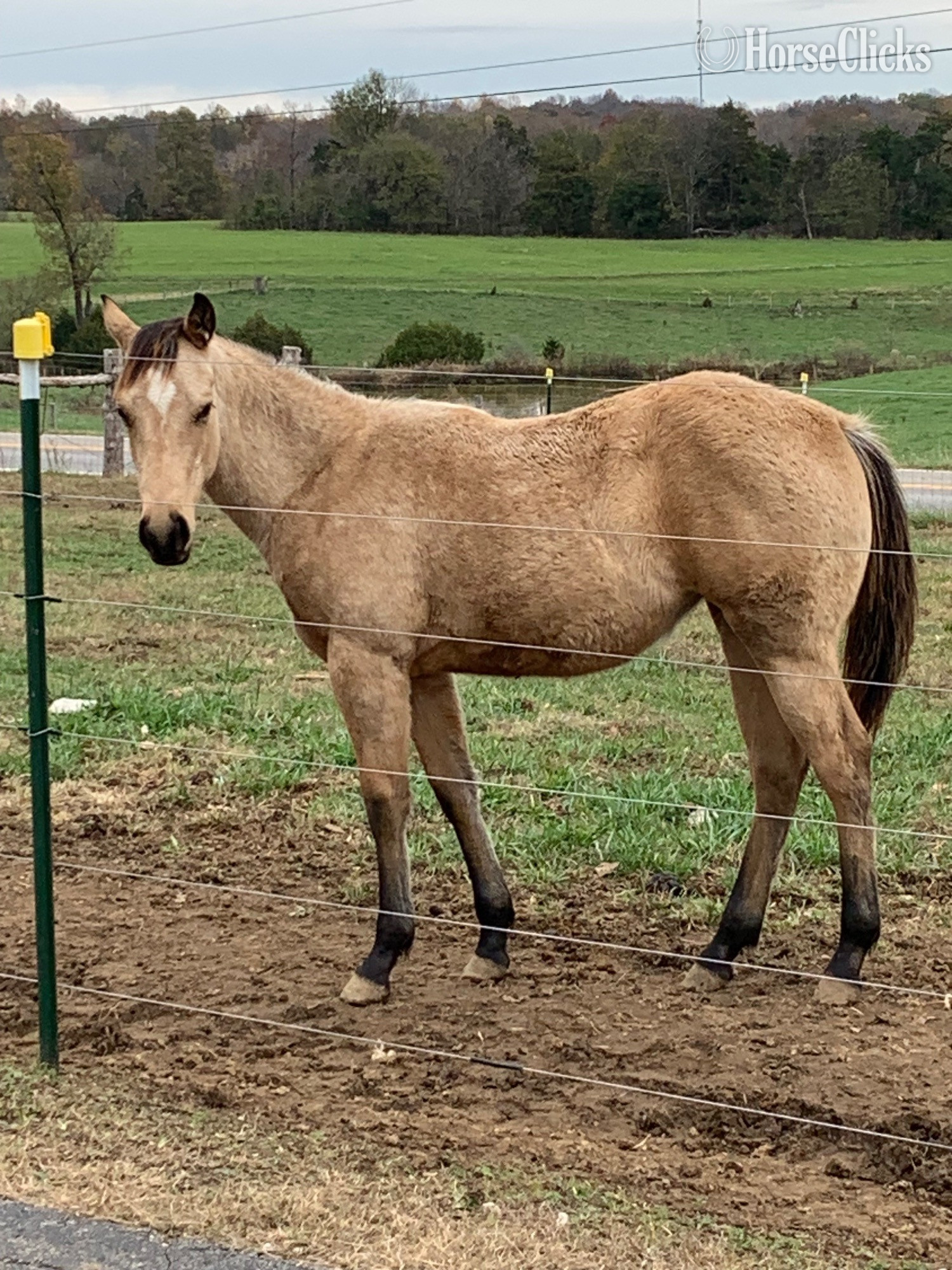 "Sweet Pea" Buckskin Mare Quarter Horse