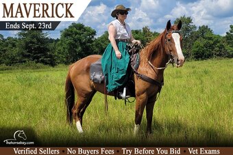 "Maverick" Sorrel Gelding Paint