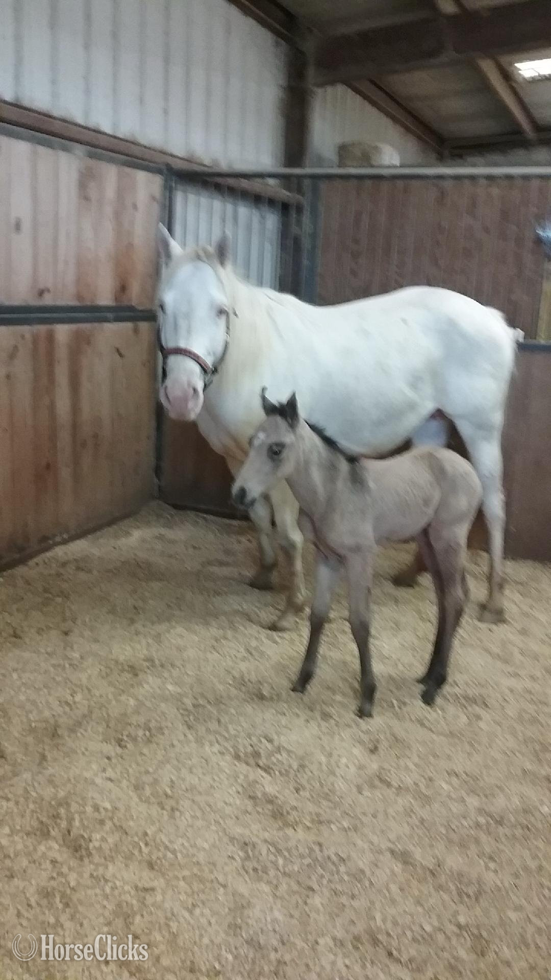 "Luna" Cremello Mare Quarter Horse in Texas