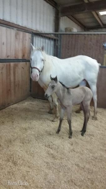 "Luna" Cremello Mare Quarter Horse