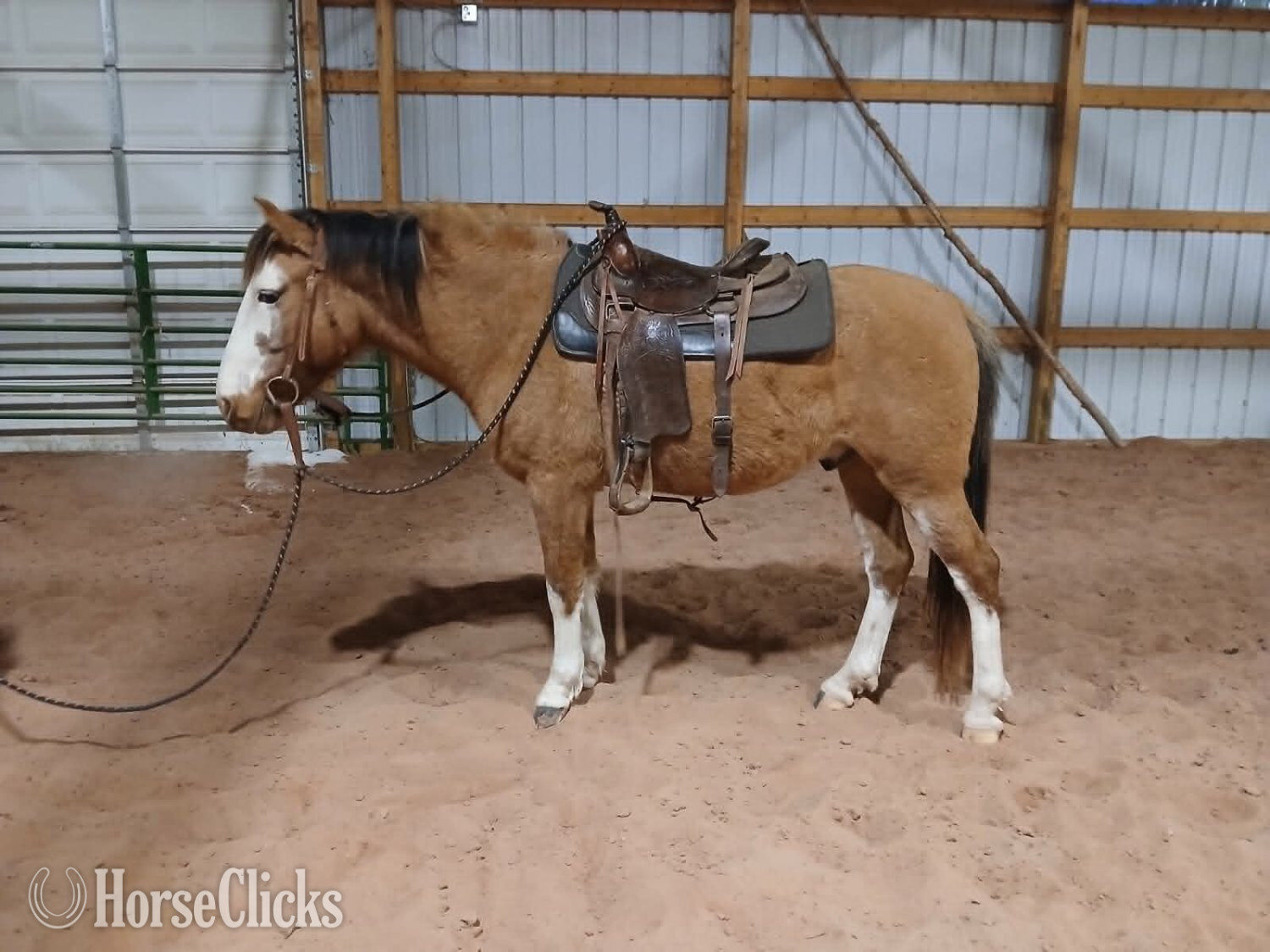 "Scat Rat" Dun Gelding Spanish Mustang in Wisconsin