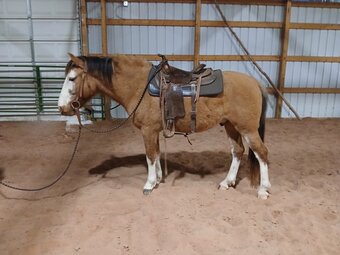 "Scat Rat" Dun Gelding Spanish Mustang