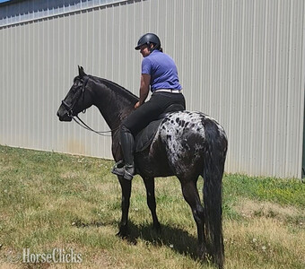 "Oskar" Black Gelding Friesian