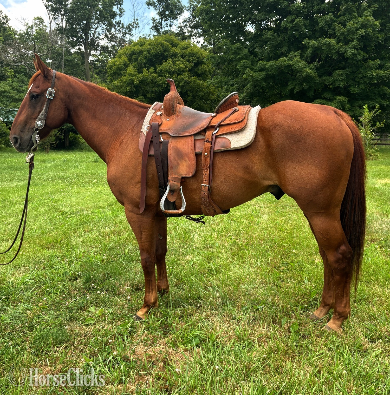 "Charlie"  Gelding Quarter Horse in Ohio