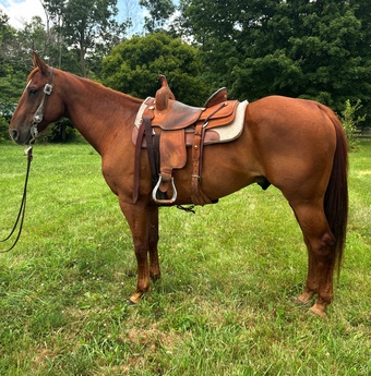 "Charlie"  Gelding Quarter Horse
