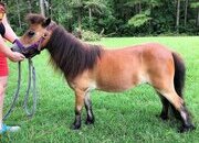 "Lucky Trails Sublime" Bay Mare American Miniature