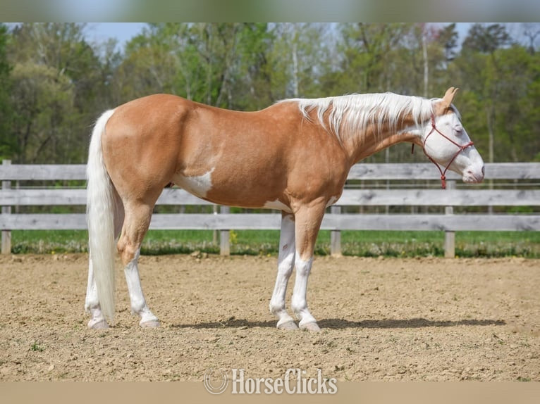"FOSTER" Palomino Gelding in Massachusetts
