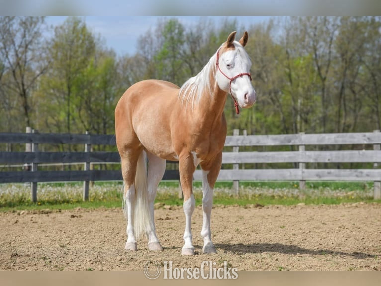 "FOSTER" Palomino Gelding