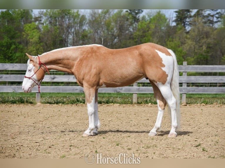 Massachusetts "FOSTER" Palomino Gelding
