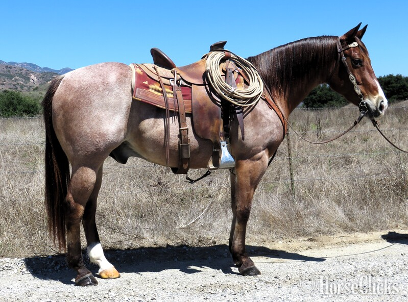 "DANCERS SHINER" Red Roan Gelding Quarter Horse in California