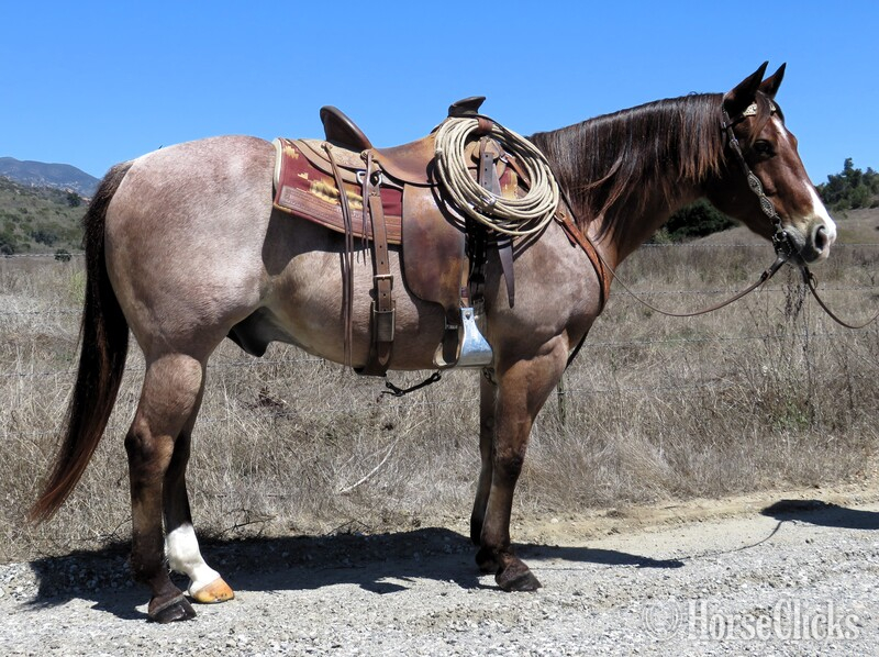 "DANCERS SHINER" Red Roan Gelding Quarter Horse