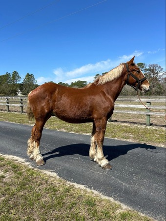 "Joker" Sorrel Gelding Belgian