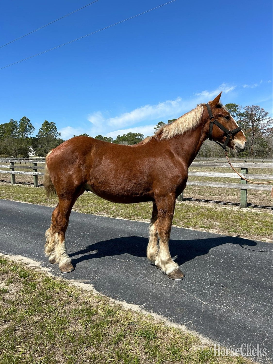 "Joker" Sorrel Gelding Belgian in Florida