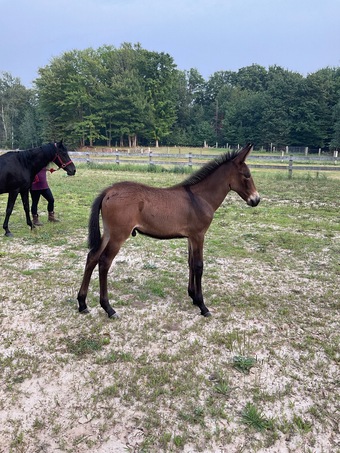 "Orbit" Buckskin Colt Mule