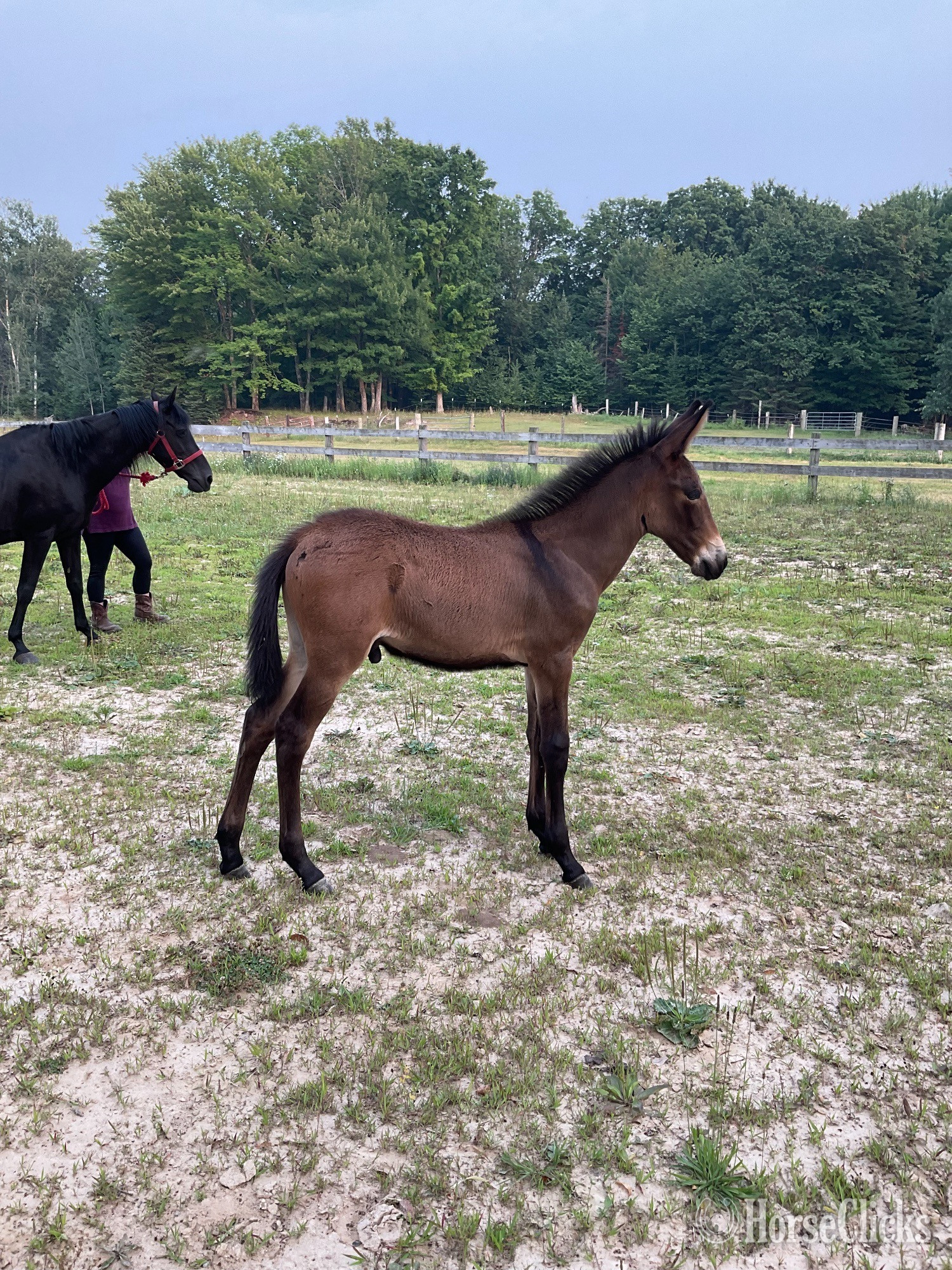"Orbit" Buckskin Colt Mule in Michigan