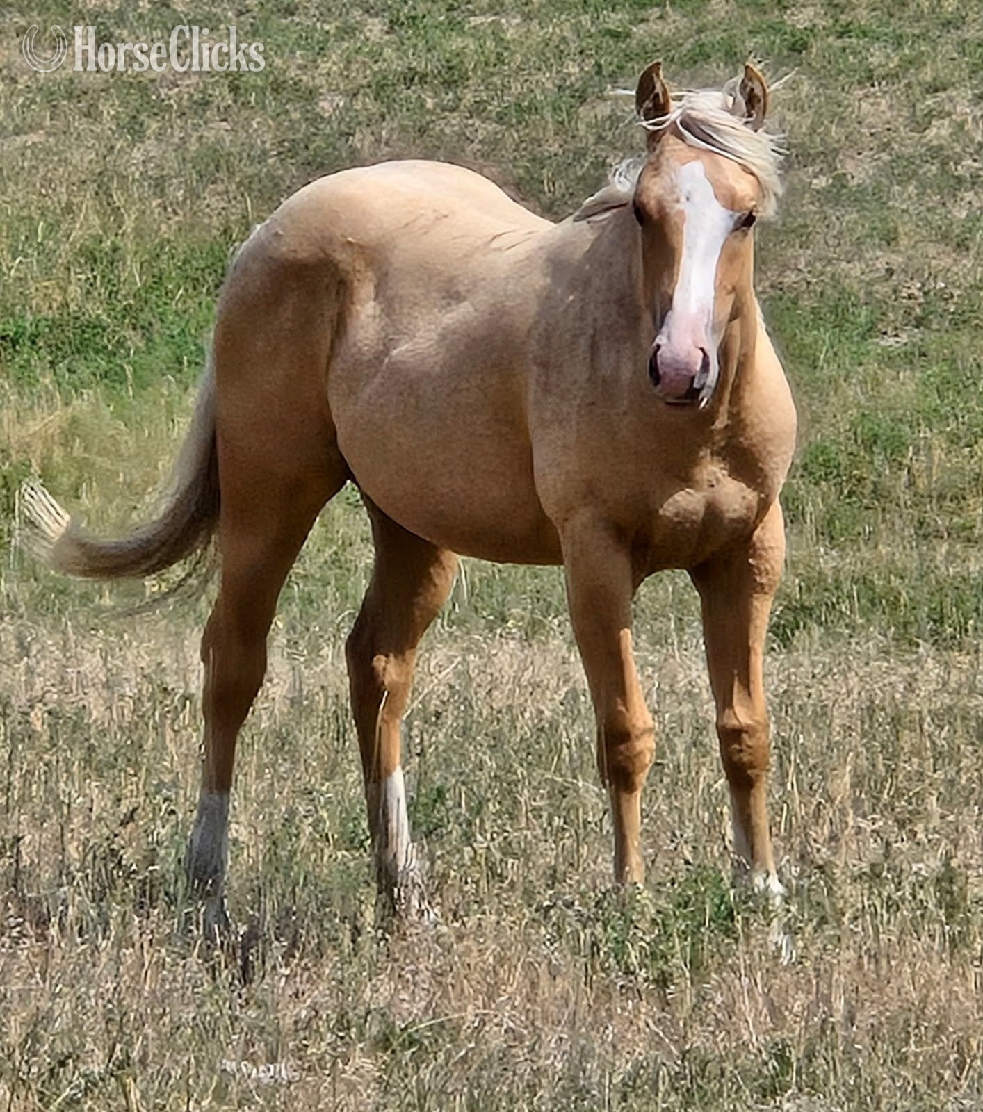 "JS PRETTY FRENCHGIRL" Palomino Filly Quarter Horse in Montana