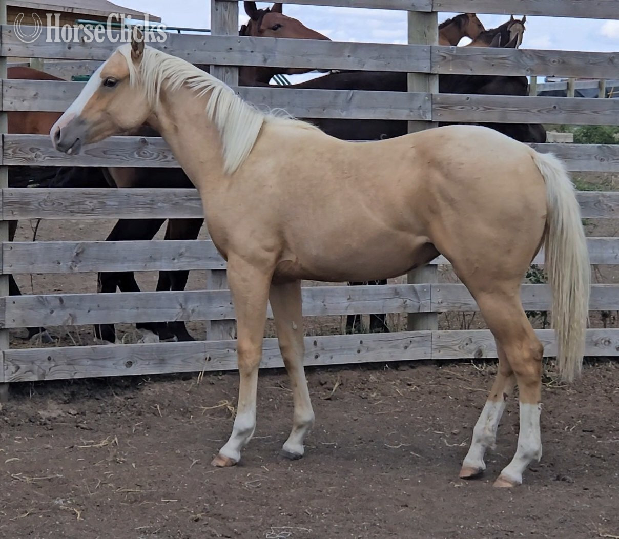 "JS PRETTY FRENCHGIRL" Palomino Filly Quarter Horse