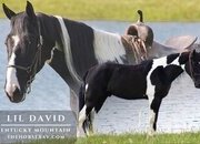 "Lil David" Black Gelding Kentucky Mountain