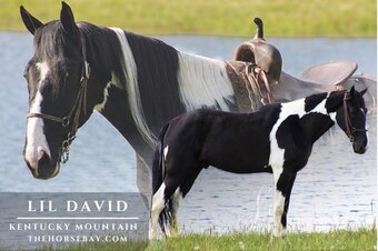 "Lil David" Black Gelding Kentucky Mountain